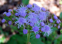 Blau Ageratum Mist Seeds for seasonal color across the Borders & Pollinator Gardens