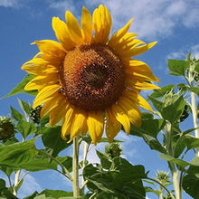 Dwarf Sunflower Seeds for growers seeking a long-blooming display