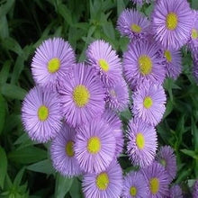 Erigeron Rosa Jewel Seeds for a colorful addition to any planting