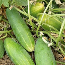 Super Reale F1 Cucumber Seeds for high-yielding garden cucumbers