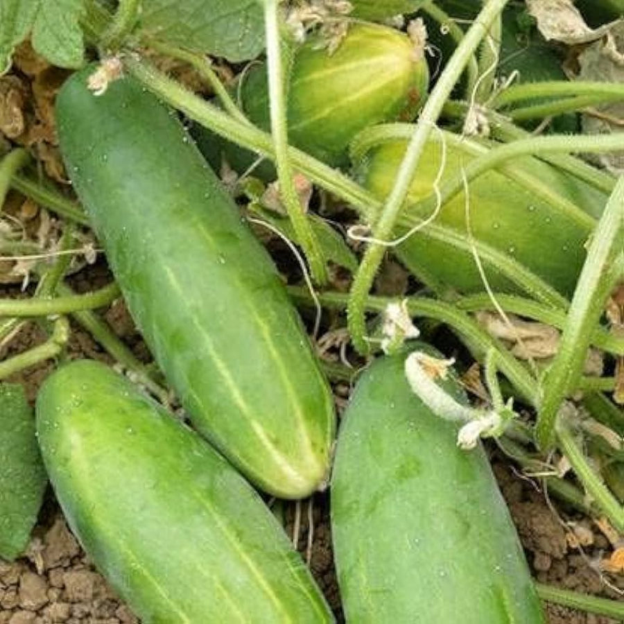 Super Reale F1 Cucumber Seeds for high-yielding garden cucumbers