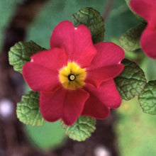 Clear Primrose Seeds valued for beautiful Yellow Flowers