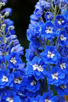 Delphinium Seeds (Delphinium spp.) for growers filling out the Flower Bed & Urban Garden