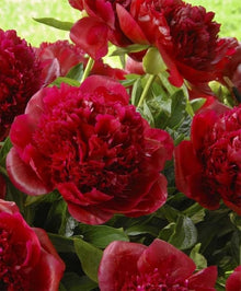 Rare Peony Seeds known for bonsai Decoration