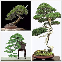 Iberbillea Lindheimeri Rare Bonsai Seeds for growers establishing the Unique Bonsai Garden
