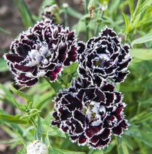 Black Carnation Seeds (Dianthus caryophyllus) for growers filling out the dramatic flower beds and indoor planting