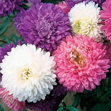 Ostrich Plume Aster Seeds for growers seeking a long-blooming display