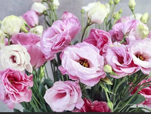 Rainbow Eustoma Seeds for seasonal color across the Garden