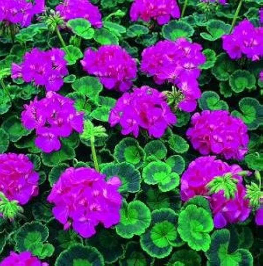 Multibloom lavender geranium Pelargonium × hortorum flower seeds for planting in indoor pots - for planting in home garden