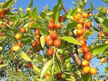 Jujube Ziziphus Jujuba Fresh Seeds for reliable seasonal color