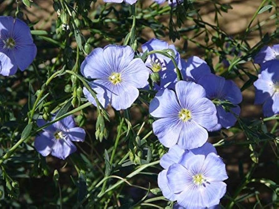 Blue Flax (Linum lewisii) seeds for planting in perennial flower gardens