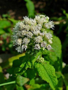 Boneset Eupatorium Perfoliatum Tall White Thoroughwort Seeds for seasonal color across the Wetland Gardens