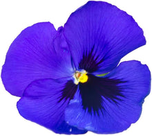 Navy Blue Swiss Giant Ullswater Purple Seeds for a lasting display in the Perennial Garden Design
