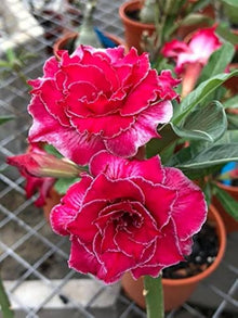 Desert Rose Flower ��������� Adenium obesum ��������� for planting in red garden