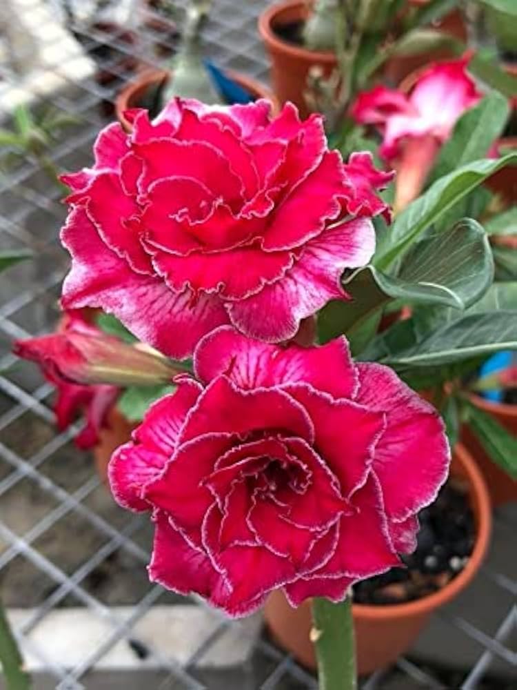 Desert Rose Flower ��������� Adenium obesum ��������� for planting in red garden