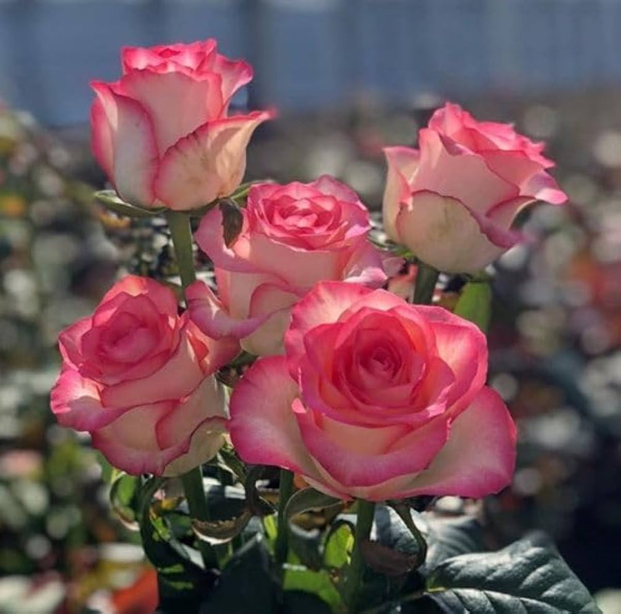 Rugosa roses grown from multicolor potted seeds with wrinkled leaves and vibrant blooms