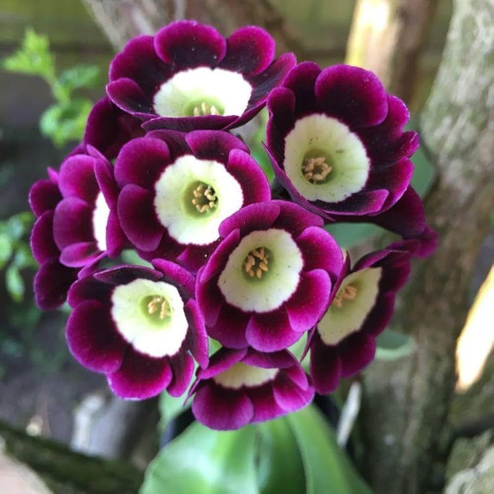 Primrose - Primula for planting in home garden
