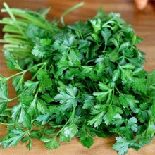 Italian Parsley Seeds for a fragrant addition to the herb patch
