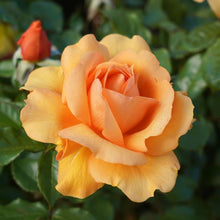 Rose Rosa Hybrida Golden Flower Seeds for Planting – Ideal for Home Garden and Decorative Borders