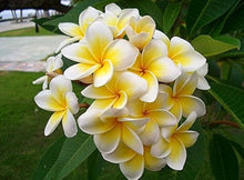 Frangipani Plumeria Rubra Lei Flower Seeds for Planting – Ideal for Tropical Home Garden and Fragrant Landscaping