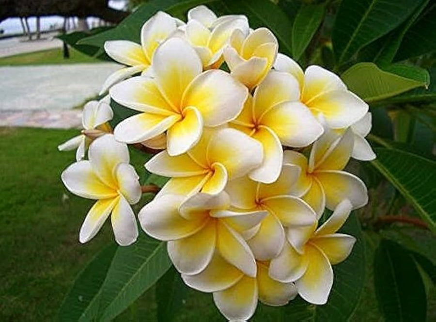 Frangipani Plumeria Rubra Lei Flower Seeds for Planting – Ideal for Tropical Home Garden and Fragrant Landscaping