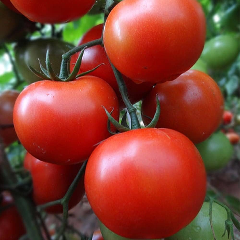 Dolgokhranyashchysya (Tomato Seeds – Long Shelf-Life Variety for Storage & Transport) for planting in garden