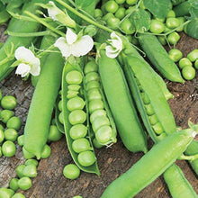 Sweet Broad Pea Seeds for growers stocking the Vegetable & Bonsai Gardens