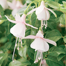 Fuchsia Lantern Seeds for growers filling out the Unique, Hanging Garden Blooms