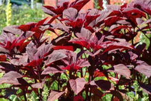 Amaranth Amaranthus Cruentus Bright Red Seeds valued for ornamental Edible Landscaping