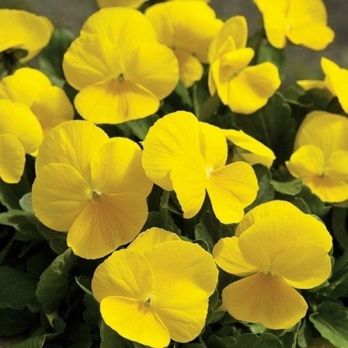 Gold Pansy Viola tricolor Seeds