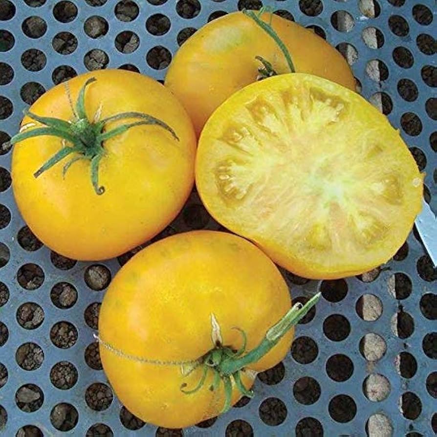 Giallo - de for planting in home garden