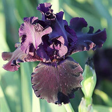 Plant Seeds (Iris germanica) known for winter