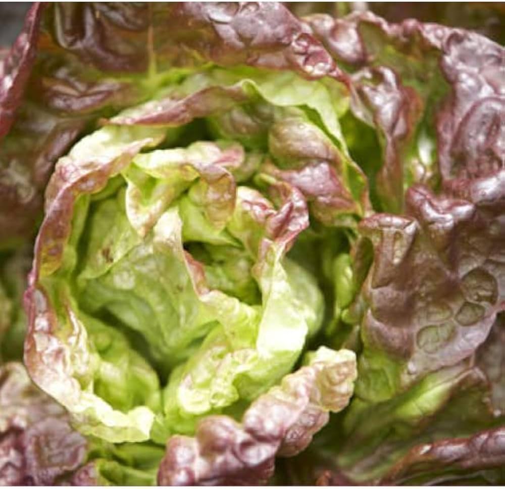 Blonde de Paris Lettuce (Lactuca sativa) for planting in vegetable garden