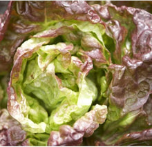 Blonde de Paris Lettuce (Lactuca sativa) for planting in vegetable garden