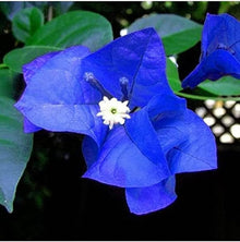 Bougainvillea Spectabilis Seeds for gardeners building out beds and borders