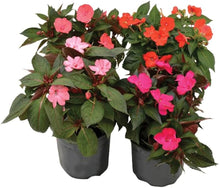 Scarlet Impatiens Seeds (Impatiens walleriana) for a bright addition to the Shade Garden