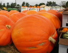 Howden Biggie Pumpkin Seeds (Cucurbita pepo) for productive rows in the Vegetable Patch