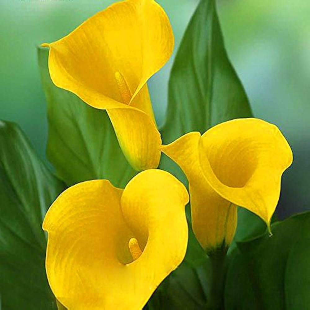 Calla Lily Flower Seeds (100 pcs) for Elegant Garden Blooms