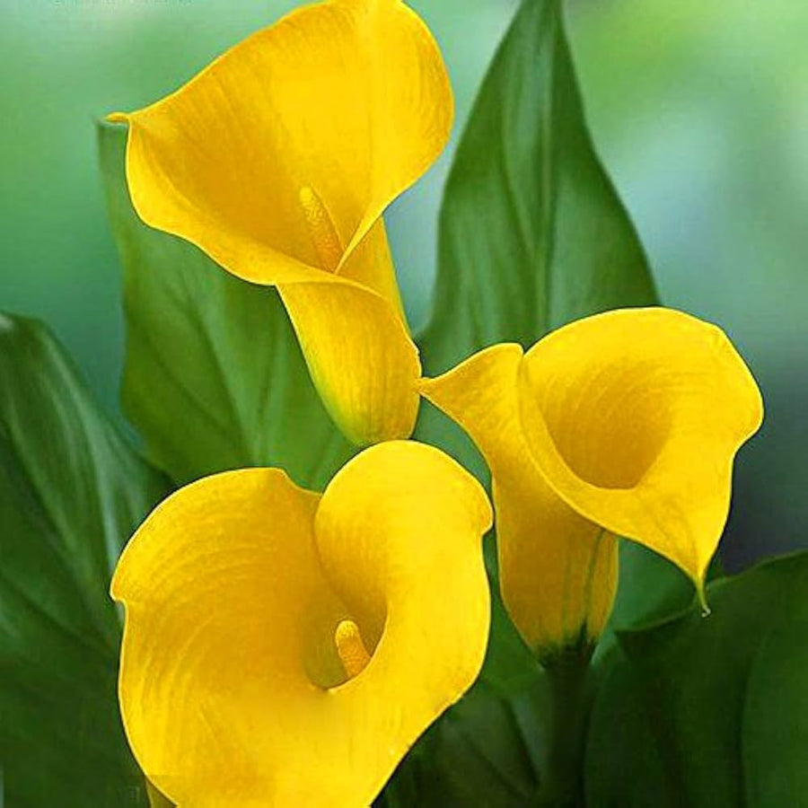 Calla Lily Flower Seeds (100 pcs) for Elegant Garden Blooms