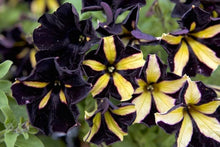 Petunia Seeds for growers seeking a long-blooming display