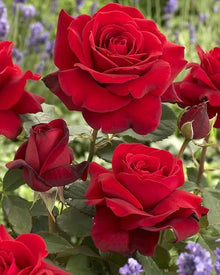 Rose Tree Seeds for long-term planting in the European Rose Garden, Flowering Green Tree