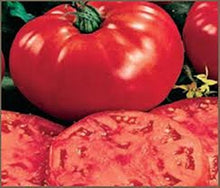 Jefferson Riesen Bio-Fleischtomate Seeds for reliable seasonal color