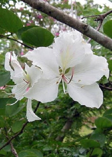 Plant Seeds (Bauhinia acuminata) for long-term planting in the yard