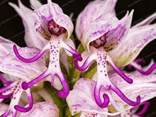 Monkey Face Orchid Seeds (Psychopsis spp.) for colorful blooms in the Orchid Garden