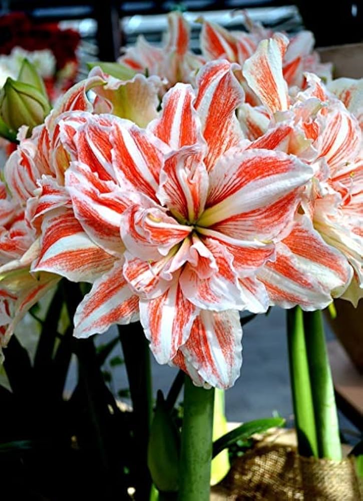 Amaryllis Hippeastrum spp. Seeds for planting in flower bed