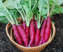 China Rose Ravanello Winter Seeds for colorful blooms in the vegetable patch garden