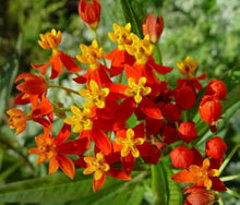 Asclepias Asperula Antelope Horns Seeds (Asclepias asperula) for seasonal color across the wildflower gardens and butterfly gardens