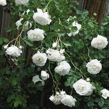 White Roses Seeds for growers filling out the Flower Bed & Garden