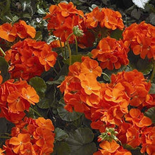 Geranium Flower for Planting in Orange Flower Bed Seeds for growers filling out the Orange Flower Bed