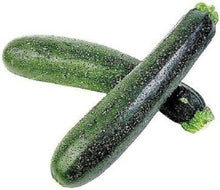 Summer Squash ‘Seneca Zucchini’ Seeds for growers stocking a kitchen garden
